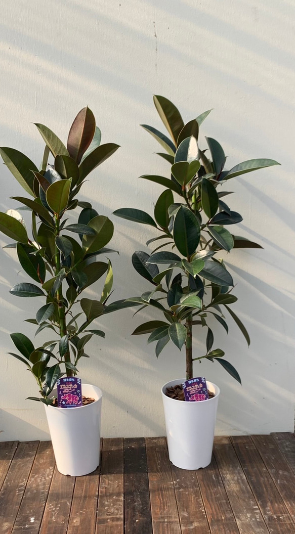 ゴムの木＊フィカスメラニー＊観葉植物＊ アートフラワー bloom