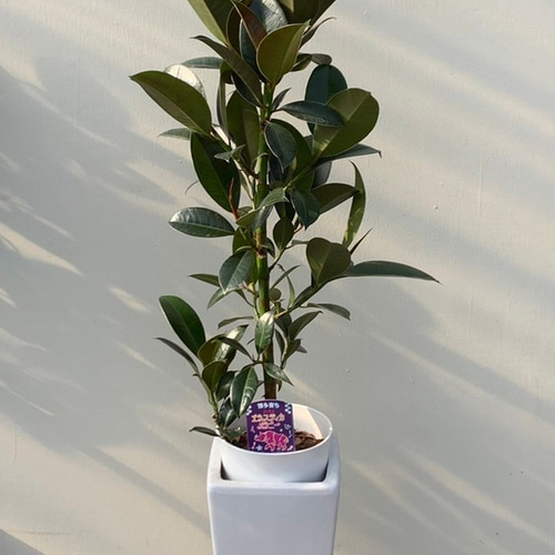 ゴムの木＊フィカスメラニー＊観葉植物＊ アートフラワー bloom town