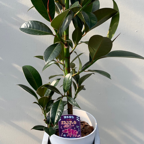 ゴムの木＊フィカスメラニー＊観葉植物＊ アートフラワー bloom