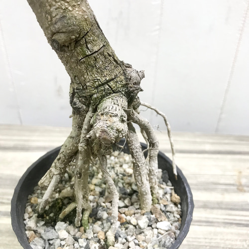 根上がり♡ 盆栽 オリーブの木 souju ミッション その他インテリア雑貨