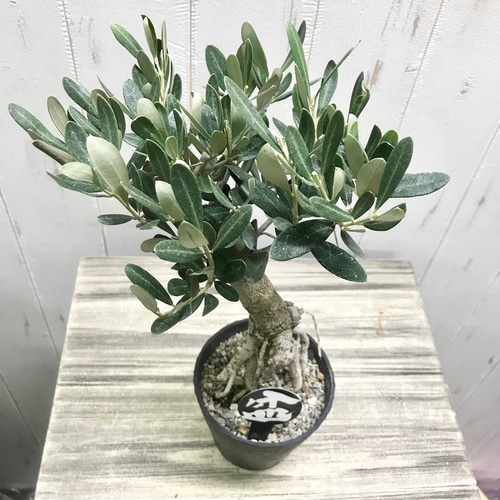 根上がり♡ 盆栽 オリーブの木 souju ミッション その他インテリア雑貨