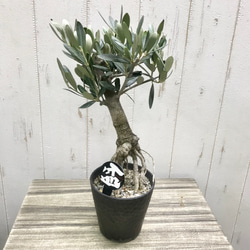 根上がり♡ 盆栽 オリーブの木 souju ミッション その他インテリア雑貨