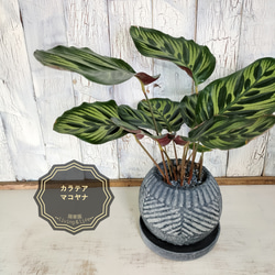 ビカクシダ ビィーチー コルク壁掛け 観葉植物 その他インテリア雑貨