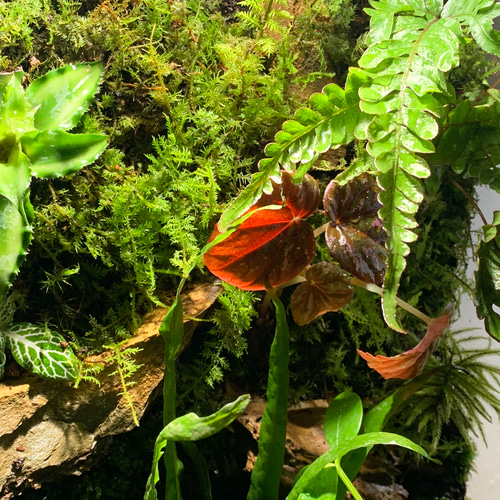 49 イモリウム カエルリウム 苔アート 苔テラリウム テラリウム