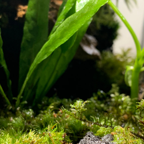 49 イモリウム カエルリウム 苔アート 苔テラリウム テラリウム 【1点