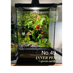 No.90 カエルリウム　イモリウム　テラリウム　苔テラリウム　苔アート 48 イモリウム カエルリウム 苔アート 苔テラリウム 【1点限り