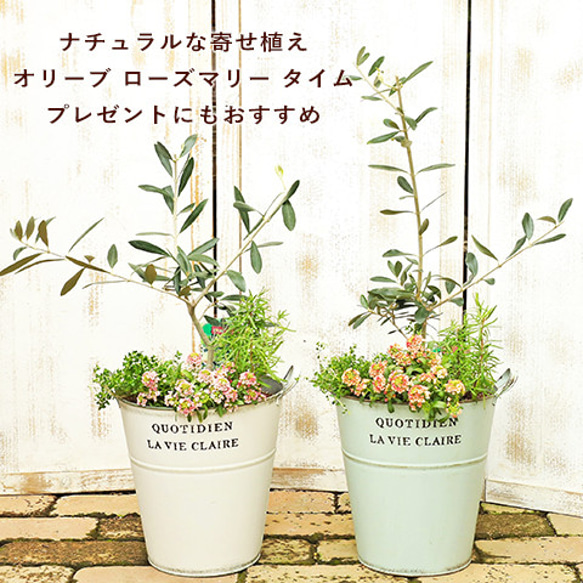 オリーブとハーブ寄せ植え ローズマリー&タイム&アリッサム ナチュラル