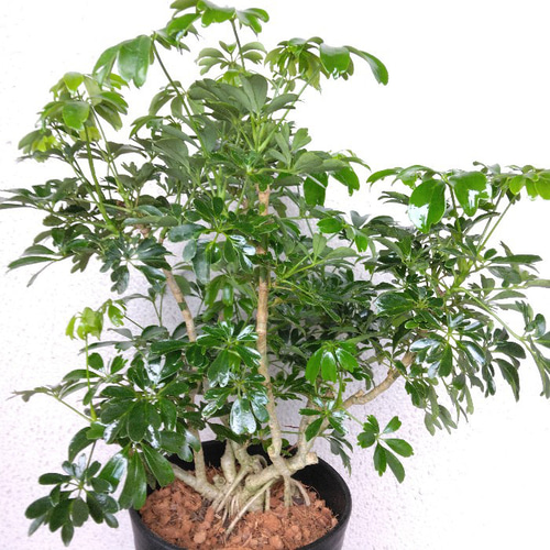 ①シェフレラ【レナータ】観葉植物 珍しい樹形 高級セラアート鉢受皿付