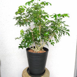 ①シェフレラ【レナータ】観葉植物 珍しい樹形 高級セラアート鉢受皿付