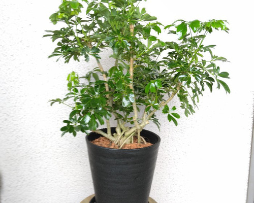 69218e22ea7629ac6b897e983806db