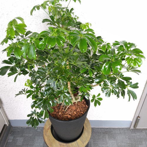 ①シェフレラ【レナータ】観葉植物 珍しい樹形 高級セラアート鉢受皿付