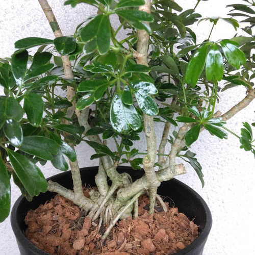 ①シェフレラ【レナータ】観葉植物 珍しい樹形 高級セラアート鉢受皿付