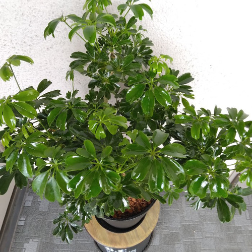①シェフレラ【レナータ】観葉植物 珍しい樹形 高級セラアート鉢受皿付