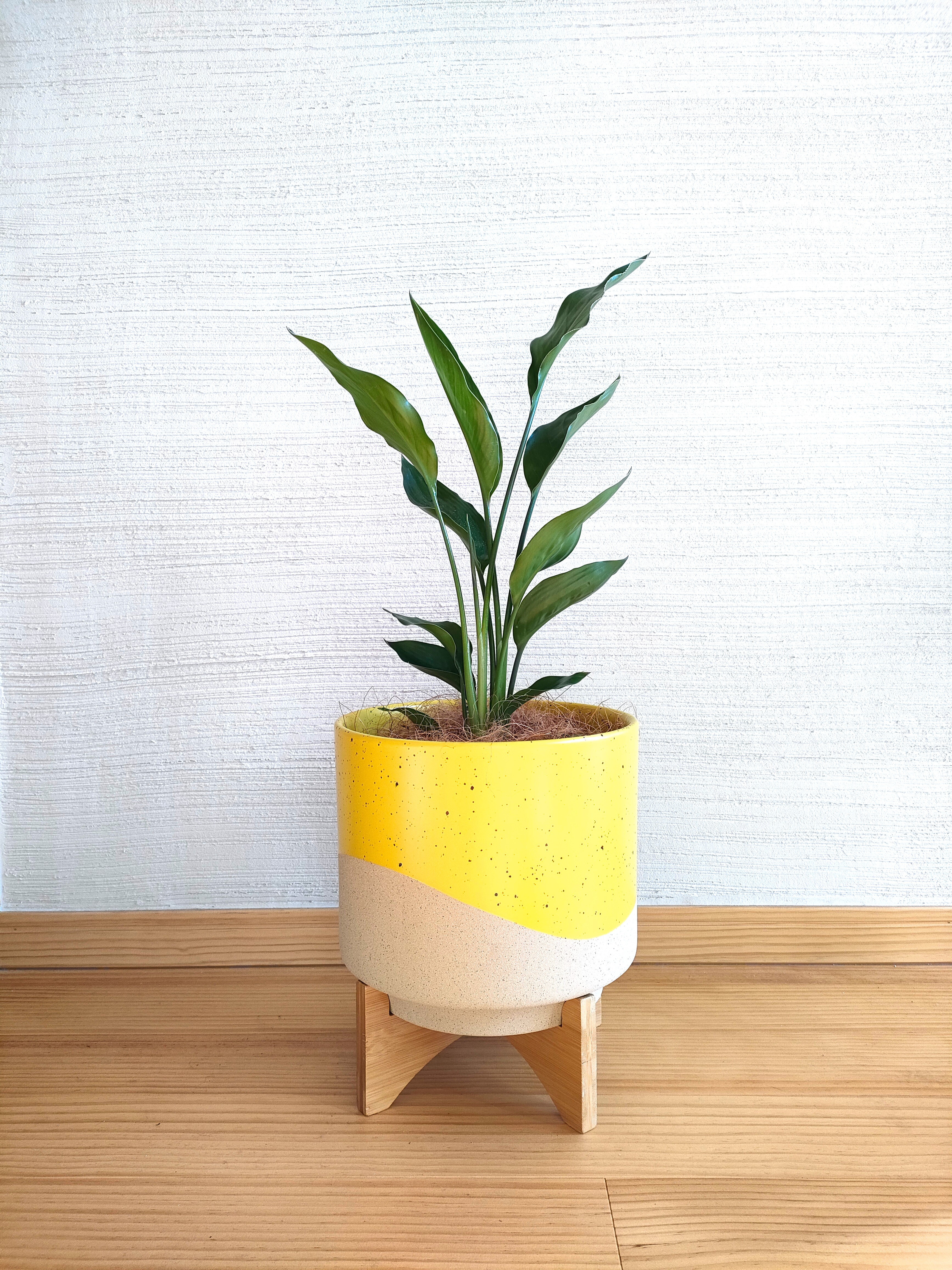 ストレリチア レギネ ファイバー鉢 お皿付き ストレリチア レギネ ファイバー鉢 お皿付き 観葉植物