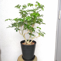 ②シェフレラ【レナータ】観葉植物 珍しい樹形 高級セラアート鉢受皿付