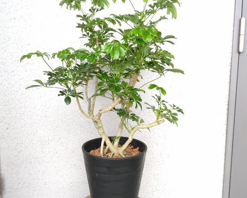 020f98c455a42495b5251346c25d8b