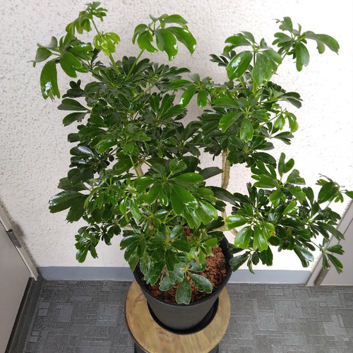 ②シェフレラ【レナータ】観葉植物 珍しい樹形 高級セラアート鉢受皿付