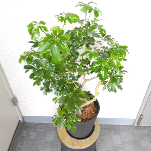 ②シェフレラ【レナータ】観葉植物 珍しい樹形 高級セラアート鉢受皿付