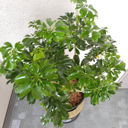 ②シェフレラ【レナータ】観葉植物 珍しい樹形 高級セラアート鉢受皿付