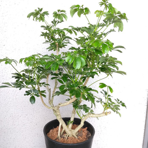 ②シェフレラ【レナータ】観葉植物 珍しい樹形 高級セラアート鉢受皿付