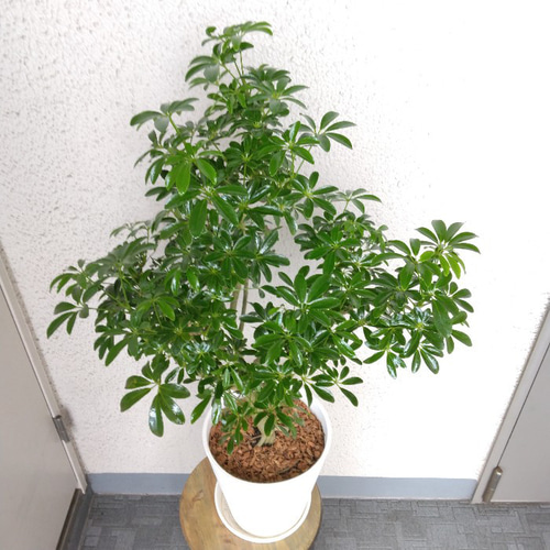 シェフレラ【ホンコンカポック】 観葉植物 珍しい樹形 高級セラアート