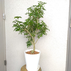 シェフレラ【ホンコンカポック】 観葉植物 珍しい樹形 高級セラアート