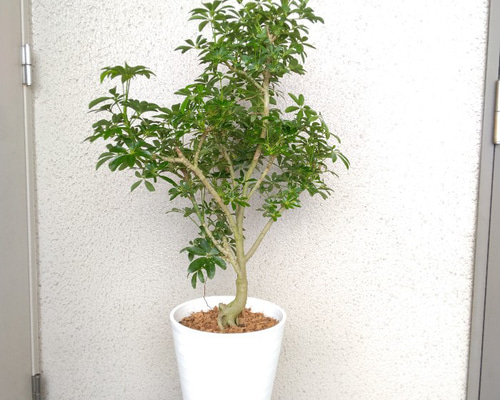 シェフレラ　ホンコンカポック　朴仕立て　2株入高さ約100cm(現物)お買い得品 Amazon｜シェフレラ ホンコンカポック 7号鉢サイズ 鉢植え｜観葉