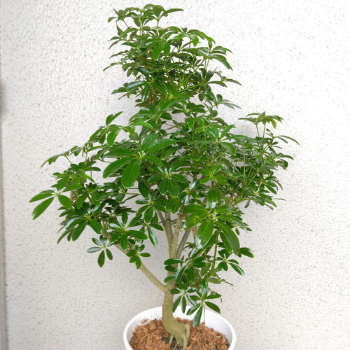 シェフレラ　ホンコンカポック　朴仕立て　2株入高さ約100cm(現物)お買い得品 シェフレラ【ホンコンカポック】 観葉植物 珍しい樹形 高級セラアート