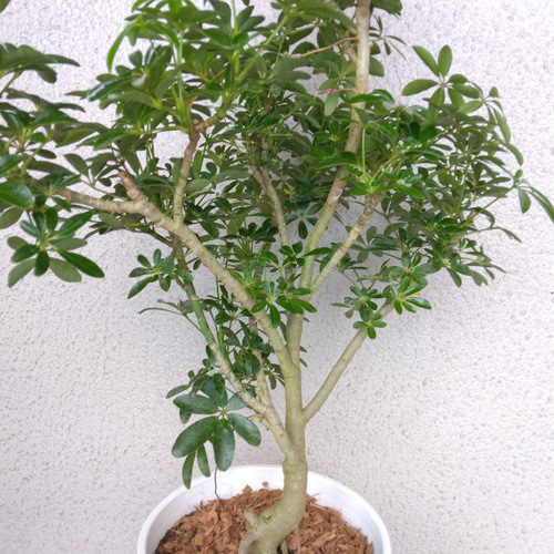 シェフレラ　ホンコンカポック　朴仕立て　2株入高さ約100cm(現物)お買い得品 Amazon｜シェフレラ ホンコンカポック 7号鉢サイズ 鉢植え｜観葉