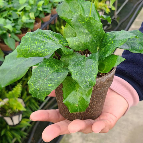 カラテアムサイカ観葉植物 その他インテリア雑貨 グリーンハウス 通販