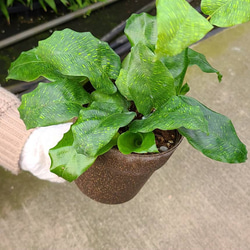 カラテアムサイカ観葉植物 その他インテリア雑貨 グリーンハウス 通販
