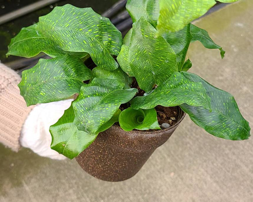 カラテアムサイカ観葉植物 その他インテリア雑貨 グリーンハウス 通販