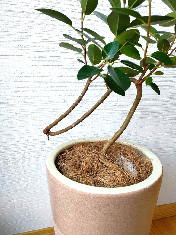 フィカス・ルビギノーサ　フランスゴムの木　観葉植物　インドアグリーン　お洒落脚付き鉢カバー　個性的　濃緑　曲がり 3枚目の画像
