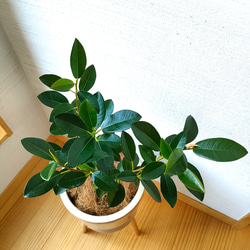 フィカス・ルビギノーサ　フランスゴムの木　観葉植物　インドアグリーン　お洒落脚付き鉢カバー　個性的　濃緑　曲がり 4枚目の画像