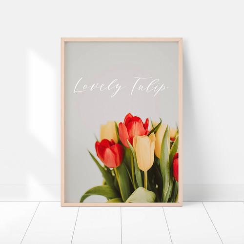 チューリップのポスター / i1181 / 春のチューリップ ピンク、パープル