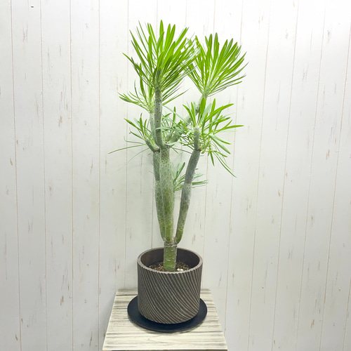 モンキーツリー　縁起物　受け皿付き　高さ約100cm(現物) 観葉植物 おしゃれ おしゃれ：モンキーツリー*陶器鉢 受皿付 現品