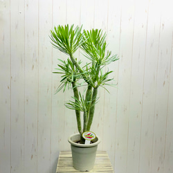 子株あり♡ ソテツ （蘇鉄） / Cycas revoluta 8号 その他インテリア