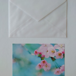 桜①　ポストカード　グリーティングカード　レターセット　花　春　写真　文字入れサービス有り 4枚目の画像