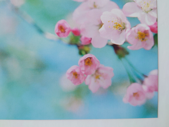 桜①　ポストカード　グリーティングカード　レターセット　花　春　写真　文字入れサービス有り 3枚目の画像