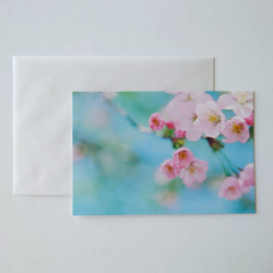 桜①　ポストカード　グリーティングカード　レターセット　花　春　写真　文字入れサービス有り 1枚目の画像