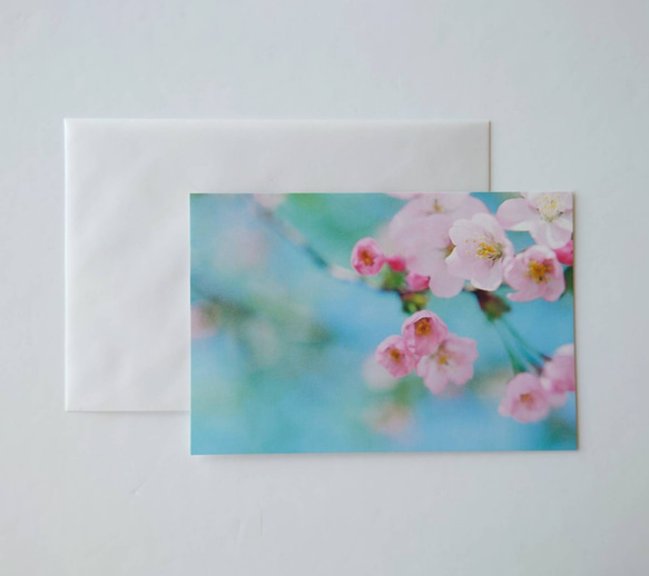 桜①　ポストカード　グリーティングカード　レターセット　花　春　写真　文字入れサービス有り 1枚目の画像