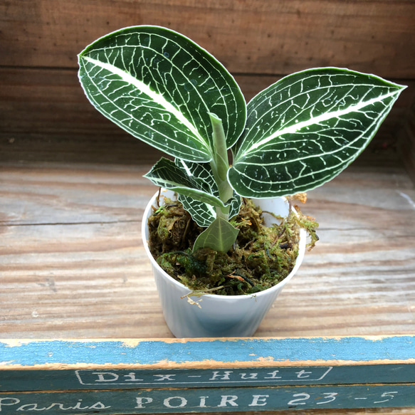 アネクトキルス ロクスバーギー♡希少♡濃緑色♡ジュエルオーキッド