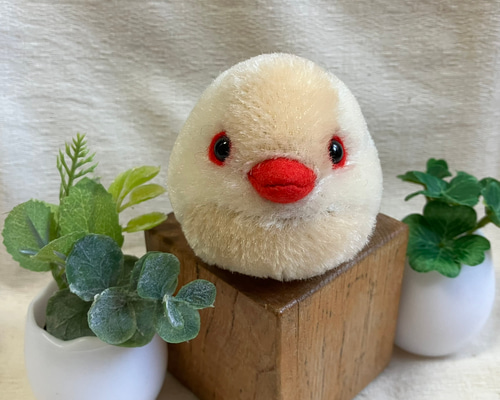 ○クリーム文鳥○手のひらにジャストフィットな小鳥｜フィンチ