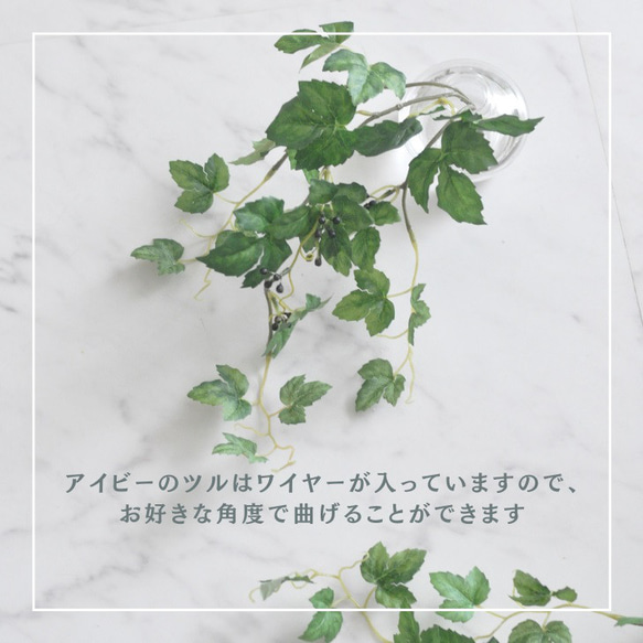 【枯れない観葉植物】実付き☆アイビーのツルのウォーターアレンジ／clayガラス使用・観葉植物 3枚目の画像