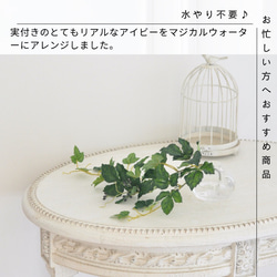 【枯れない観葉植物】実付き☆アイビーのツルのウォーターアレンジ／clayガラス使用・観葉植物 2枚目の画像