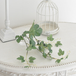 【枯れない観葉植物】実付き☆アイビーのツルのウォーターアレンジ／clayガラス使用・観葉植物 6枚目の画像