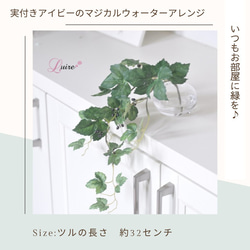 【枯れない観葉植物】実付き☆アイビーのツルのウォーターアレンジ／clayガラス使用・観葉植物 4枚目の画像