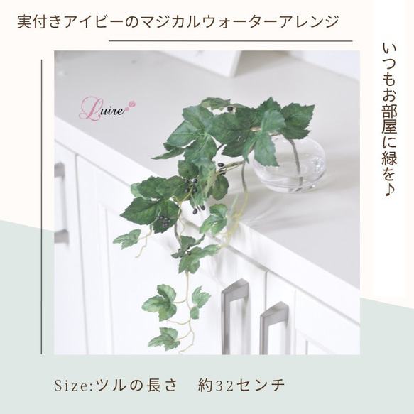 【枯れない観葉植物】実付き☆アイビーのツルのウォーターアレンジ／clayガラス使用・観葉植物 4枚目の画像