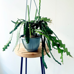 【Premium Plants】斑入り ツピタンサス ゴールデンキング 曲がり 希少】ツピタンサス ゴールデンキング 曲がり Lサイズ 観葉植物 calm