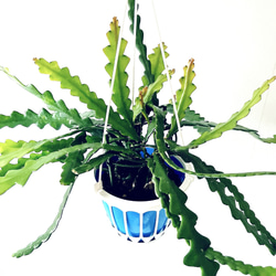 送料無料》エバーフレッシュ 5号鉢 40cm 観葉植物 多肉植物 calm cafe